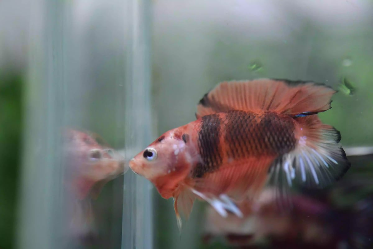 Ikan Cupang Plakat Double Tail Nemo