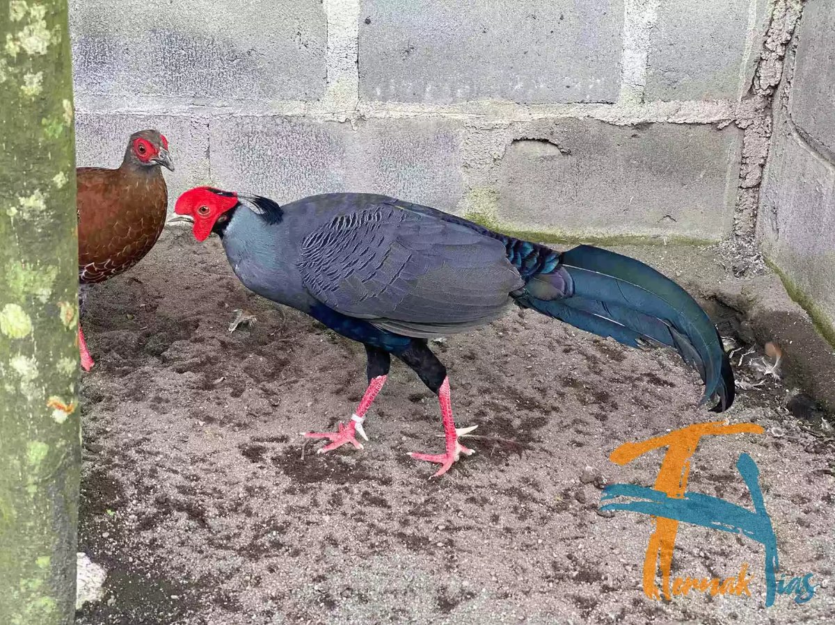 Siamese Fireback Pheasant