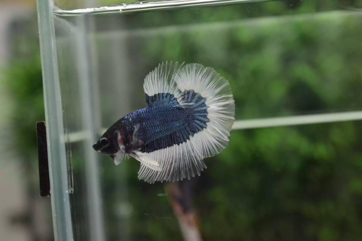 Ikan Cupang Halfmoon Combi