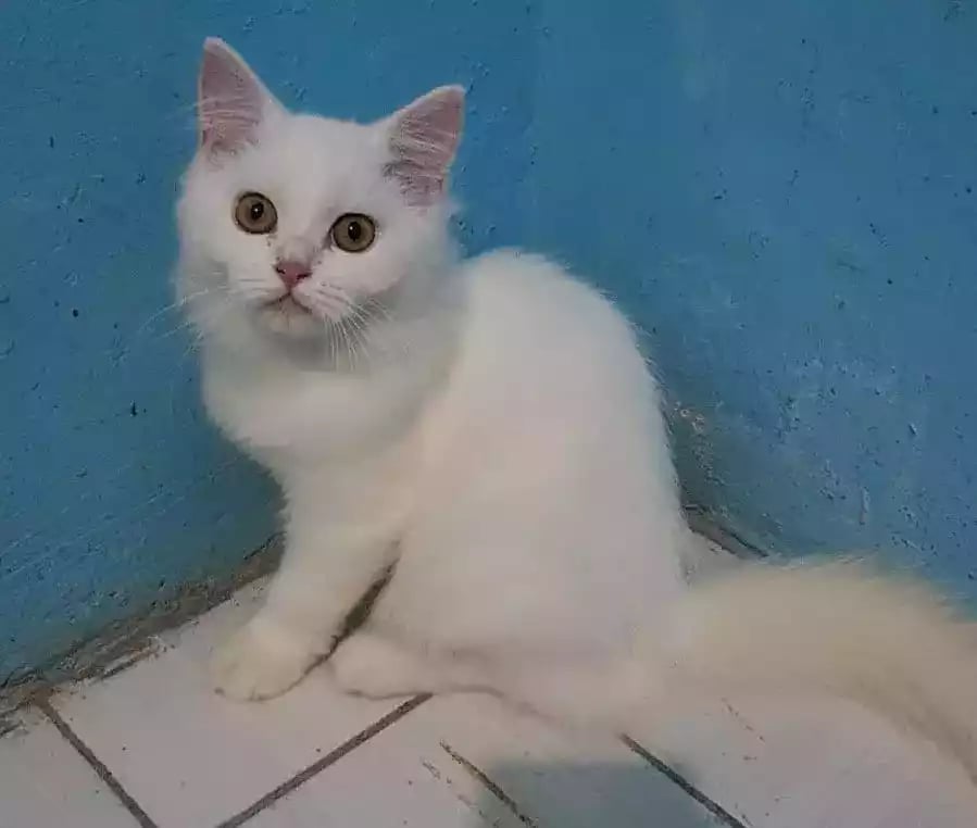 Kucing Persia Putih