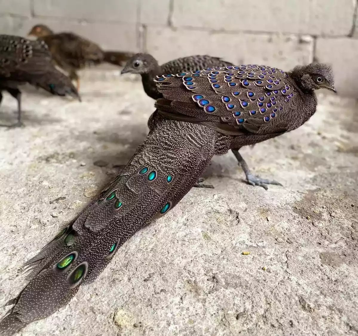 Grey Peacock Pheasant