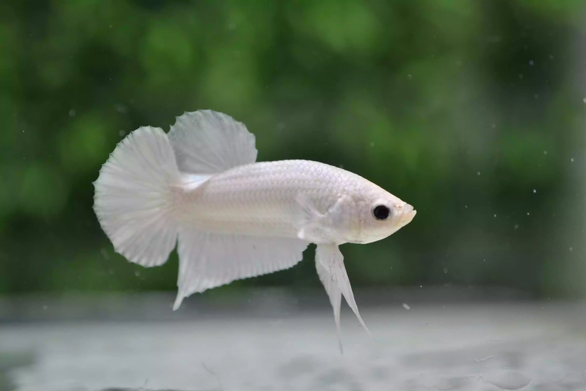 Ikan Cupang Plakat Platinum