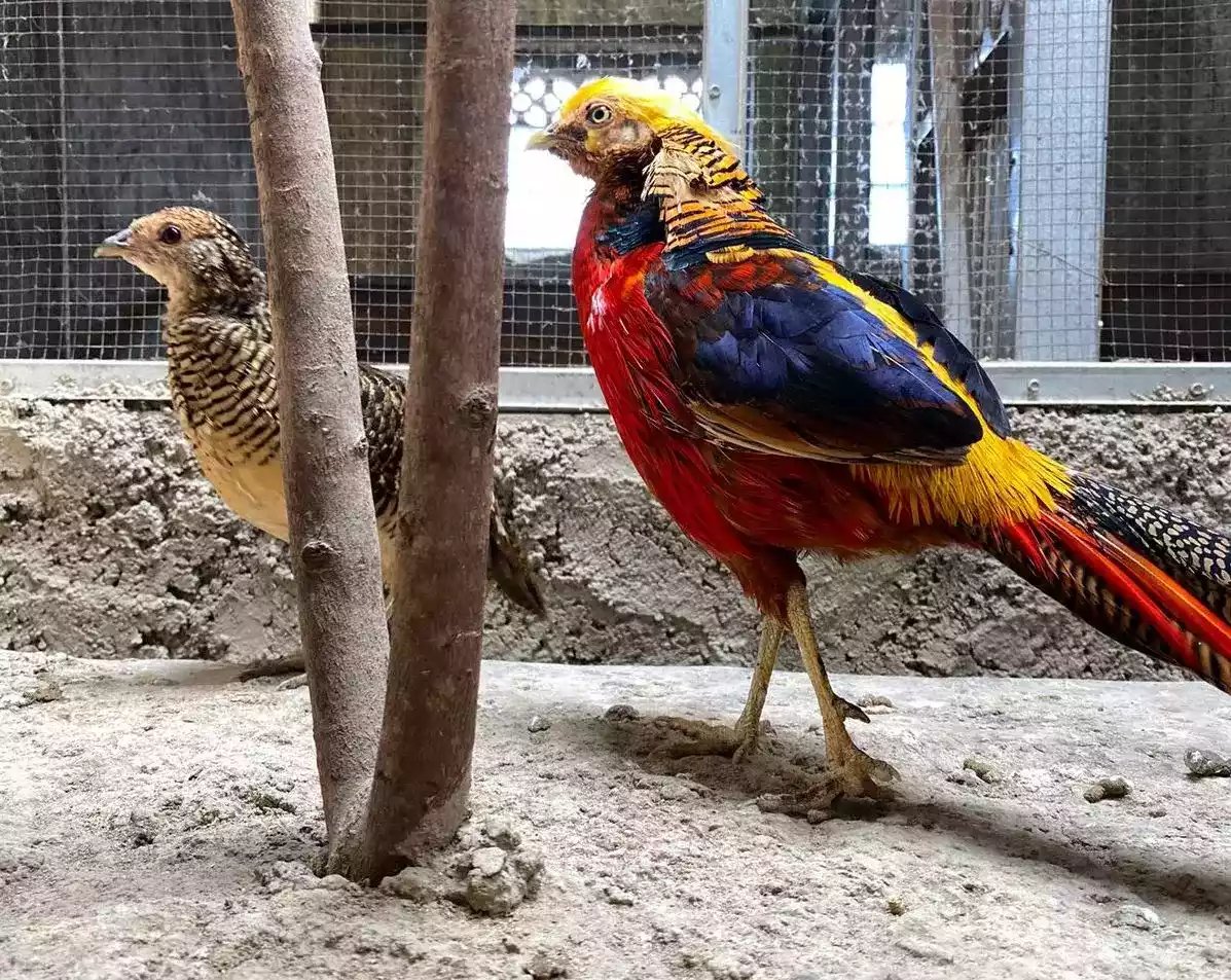 Golden Pheasant