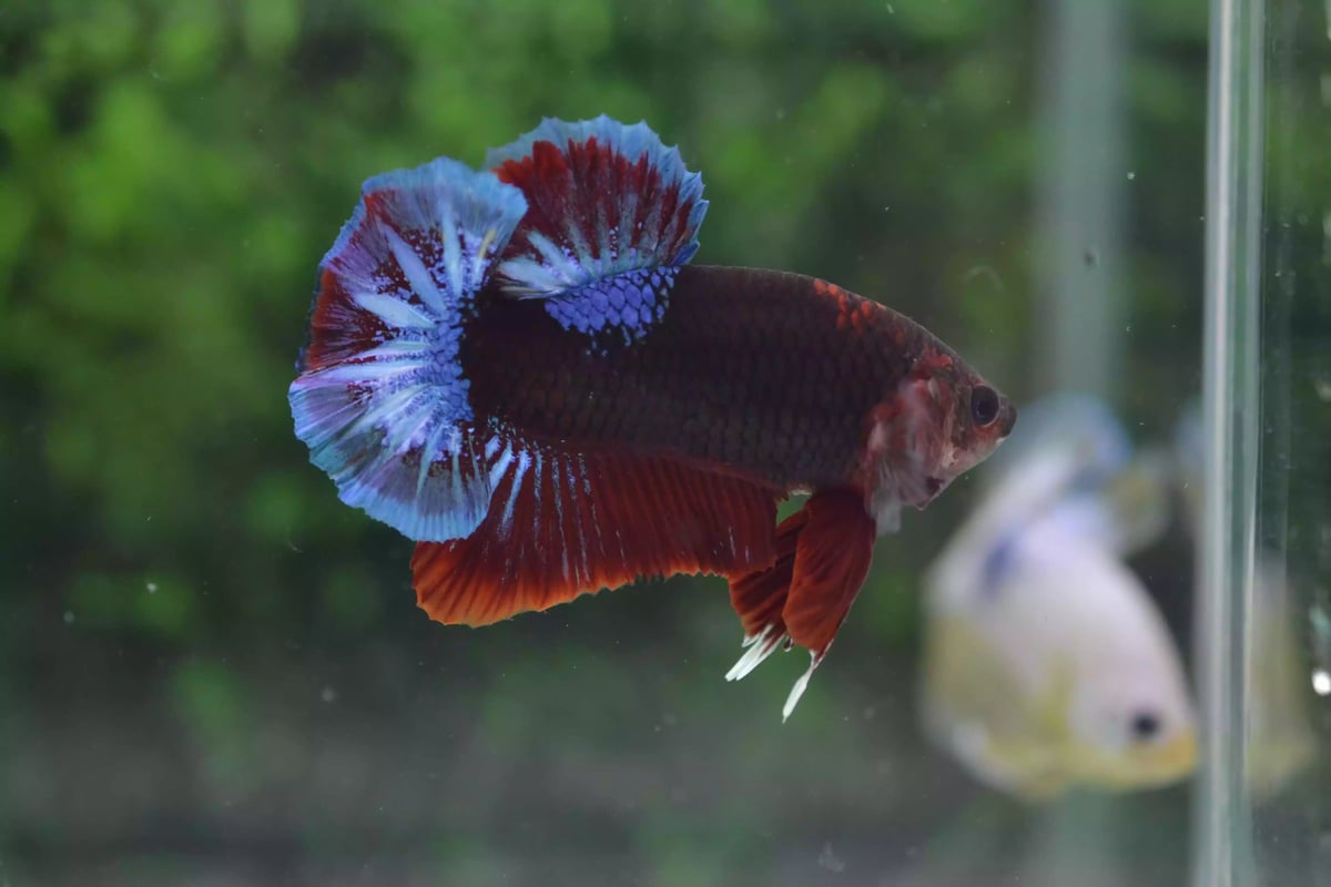 Ikan Cupang Plakat Line Hellboy