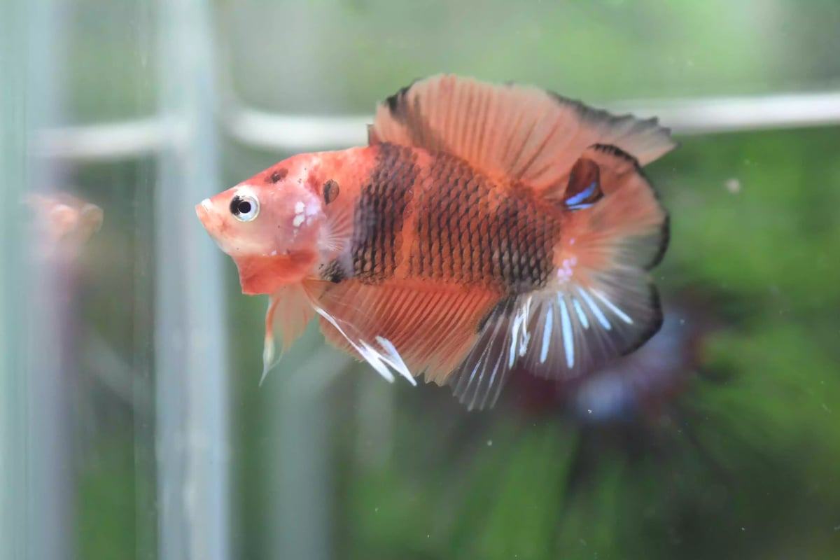 Ikan Cupang Plakat Double Tail Nemo