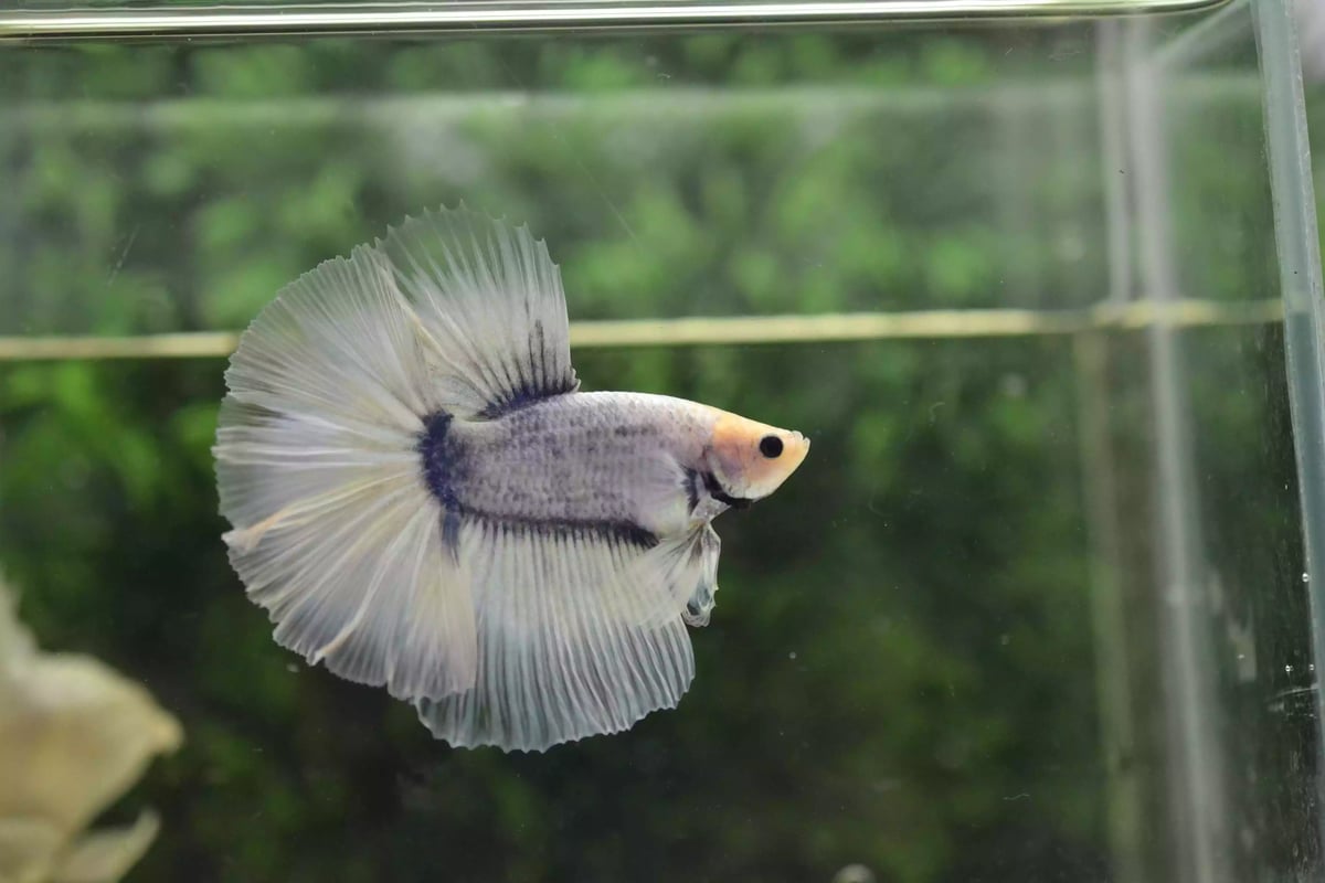 Ikan Cupang Halfmoon Grizle