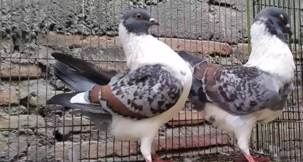 Burung Merpati Modena Batik