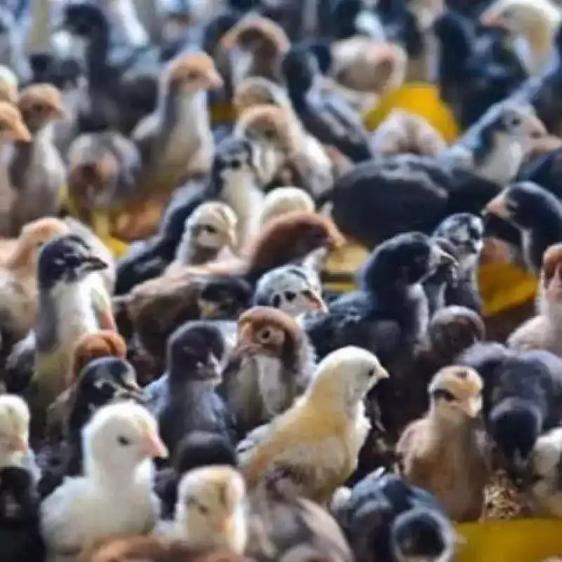 DOC Ayam Kub Mandiri