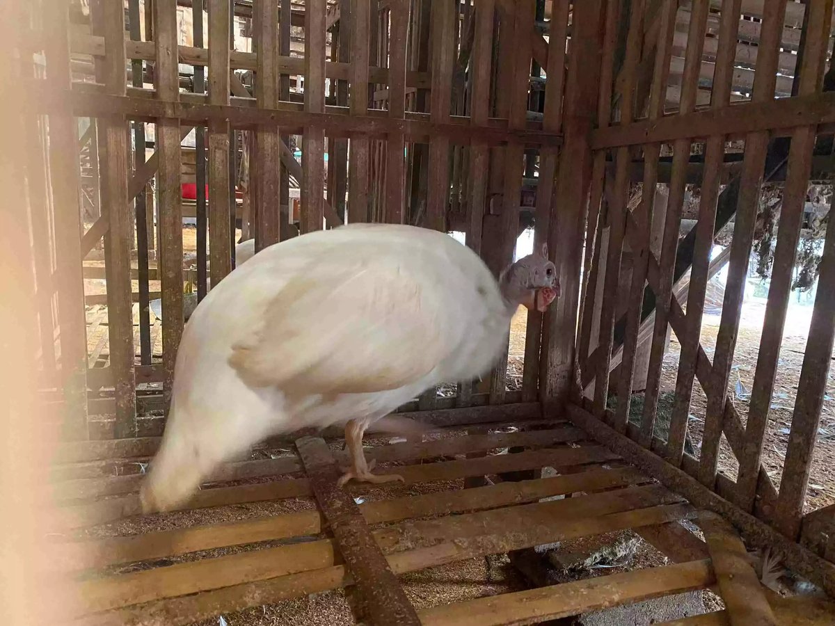 Ayam Mutiara White (Putih)