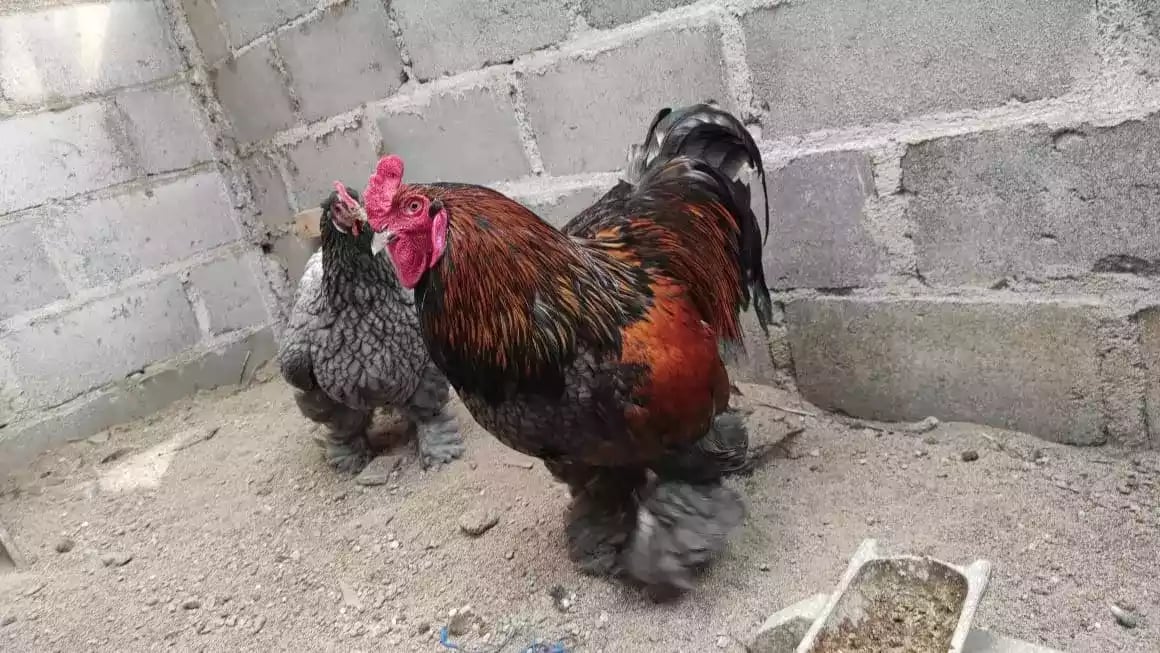 Ayam Brahma