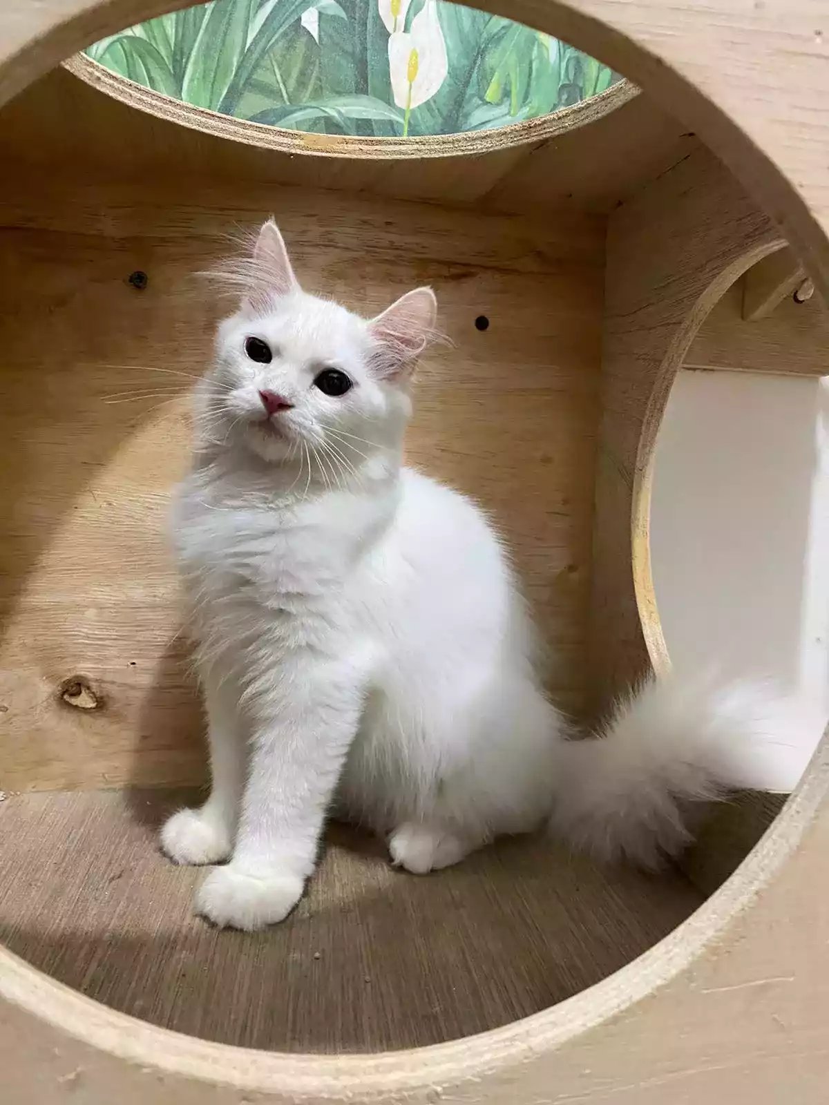 Kucing Persia Putih Bersih Bulu Lebat Aktif