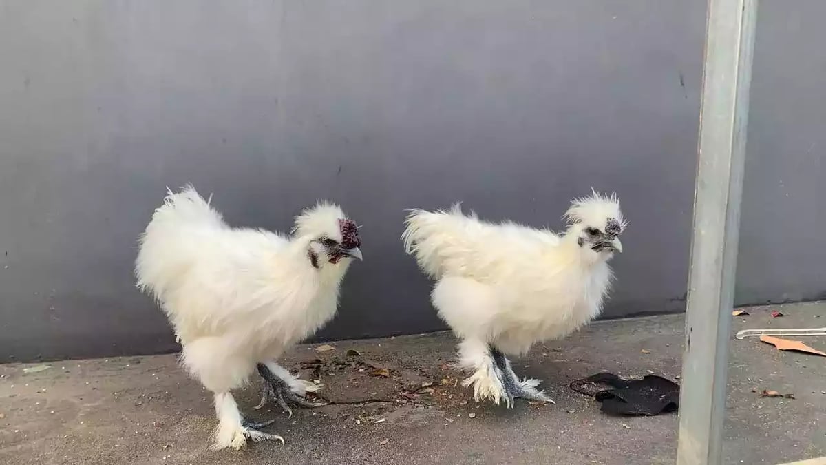 Ayam Kapas