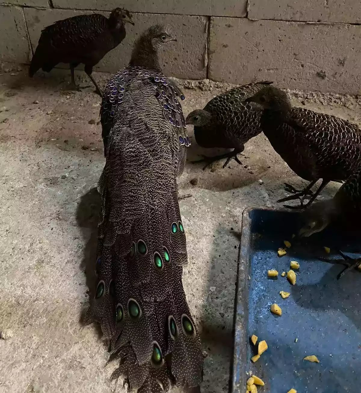 Grey Peacock Pheasant