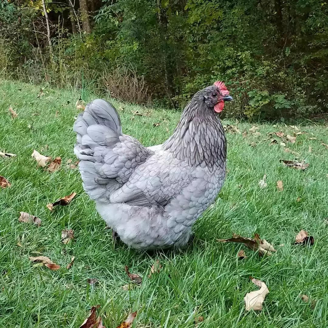 Ayam Australorp