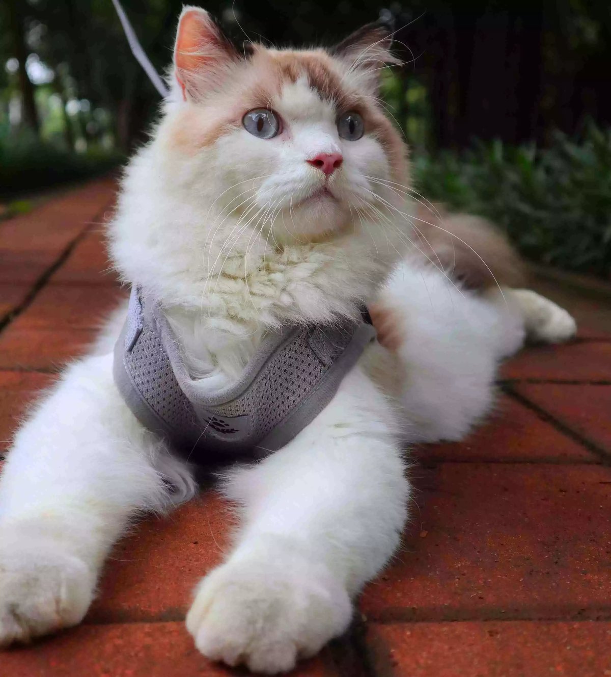 Kucing Ragdoll