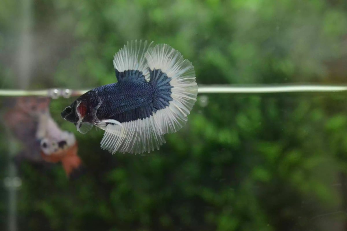 Ikan Cupang Halfmoon Combi