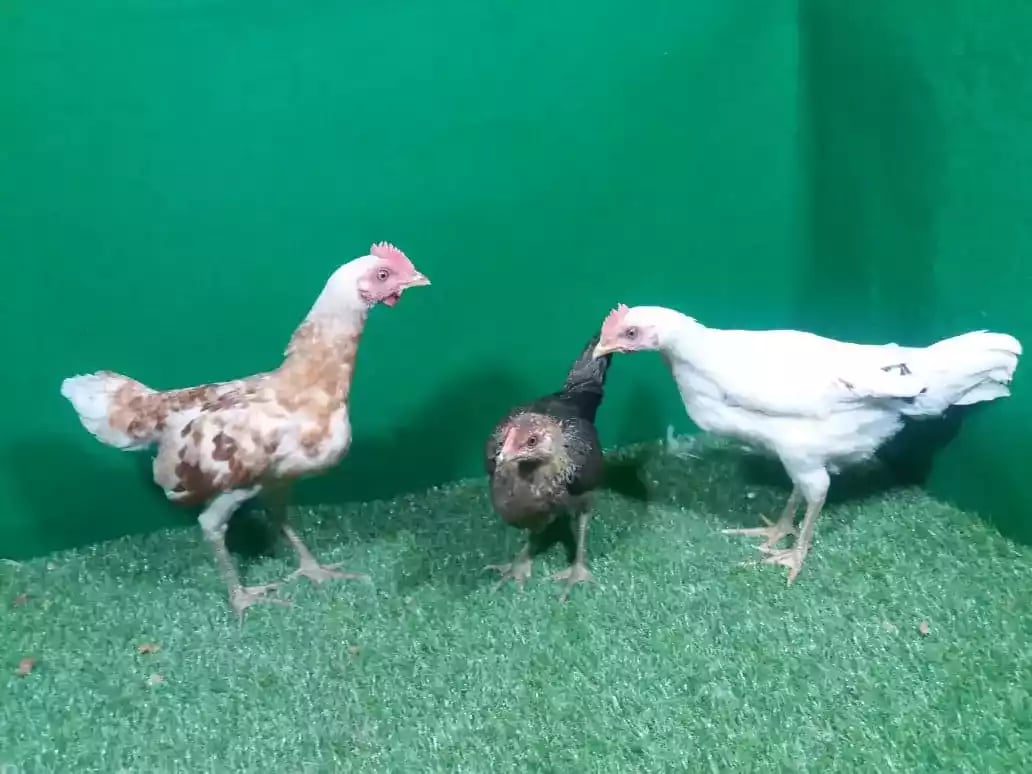 Ayam Ketawa