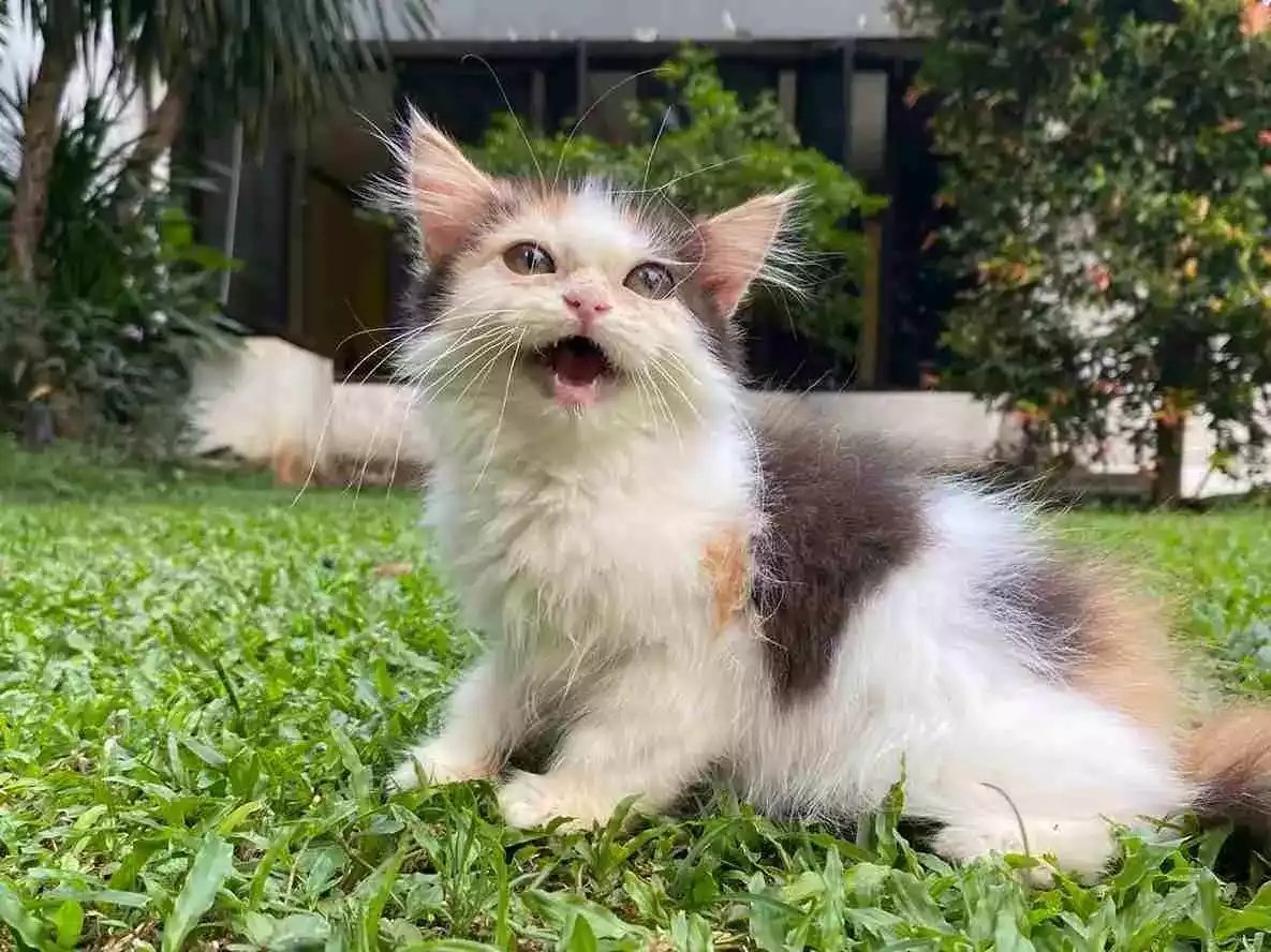 Kucing Persia Calico