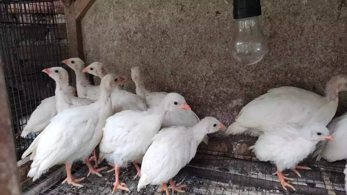 Ayam Mutiara White (Putih)