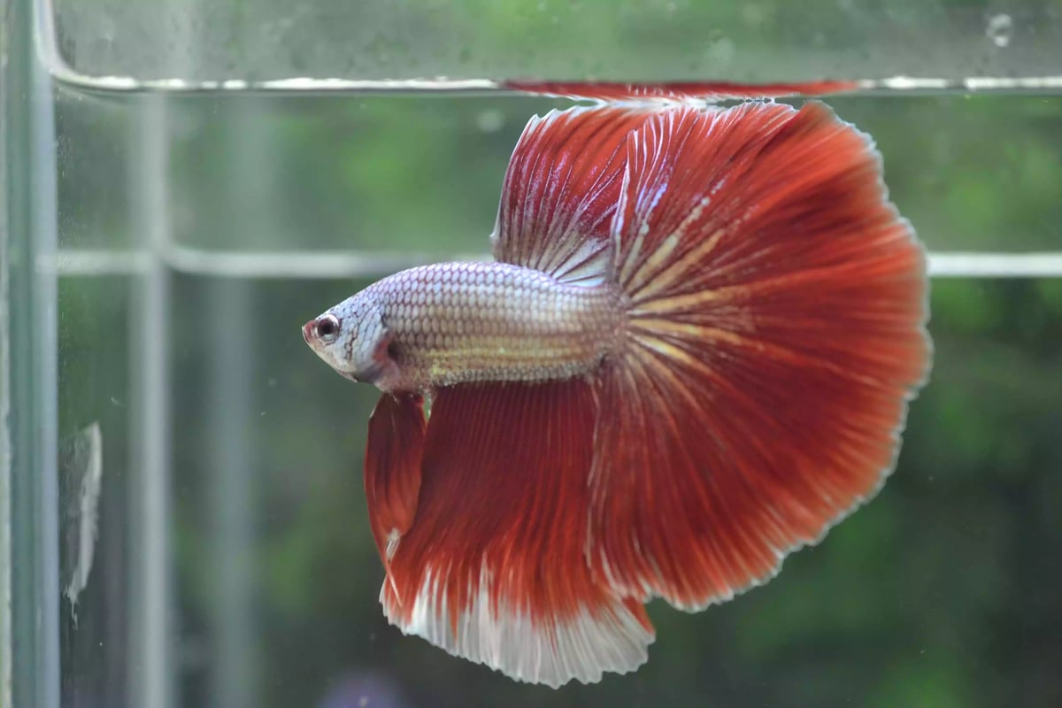 Ikan Cupang Halfmoon Red Copper