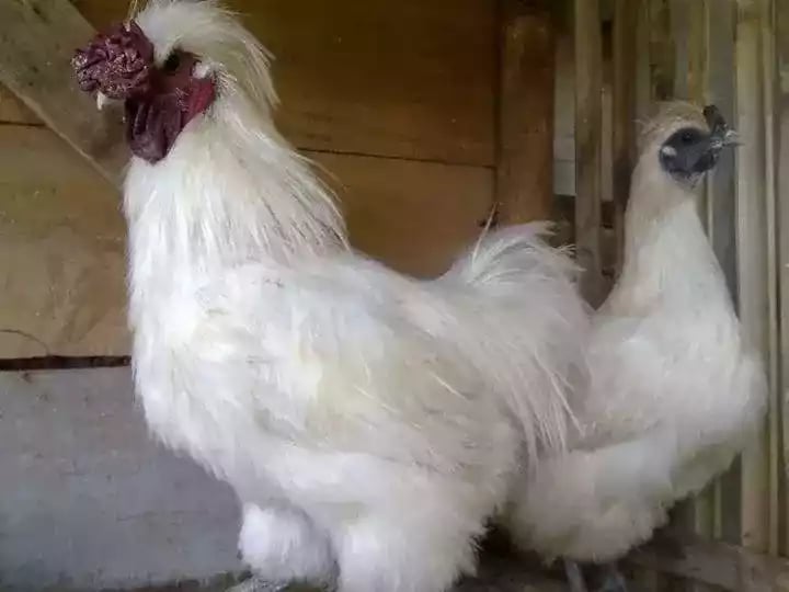 Ayam Kapas