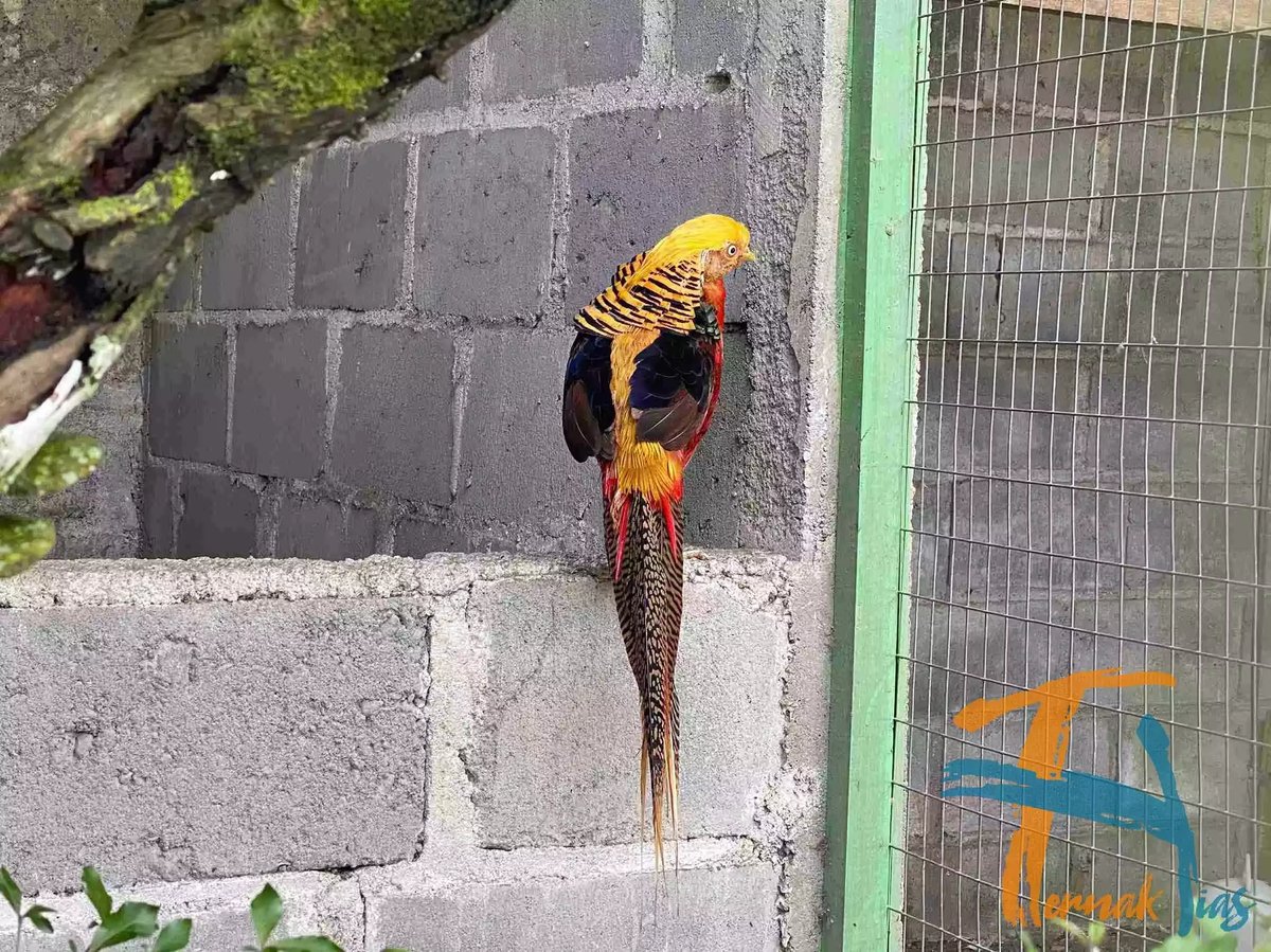 Golden Pheasant