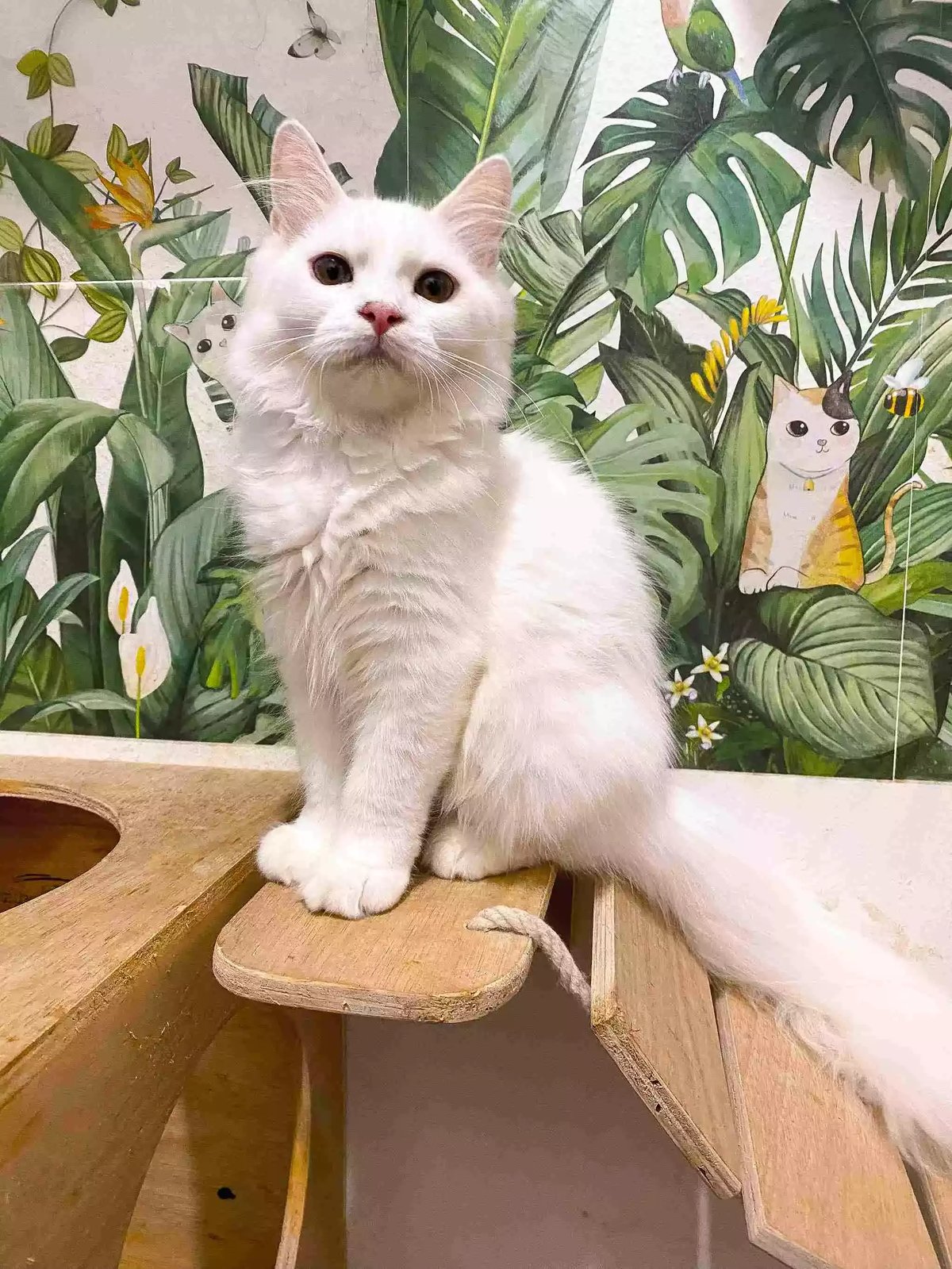 Kucing Persia Putih Full Bersih Aktif Bulu Lebat