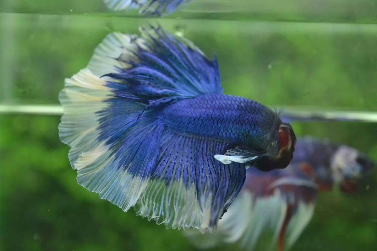 Ikan Cupang Halfmoon Butterfly