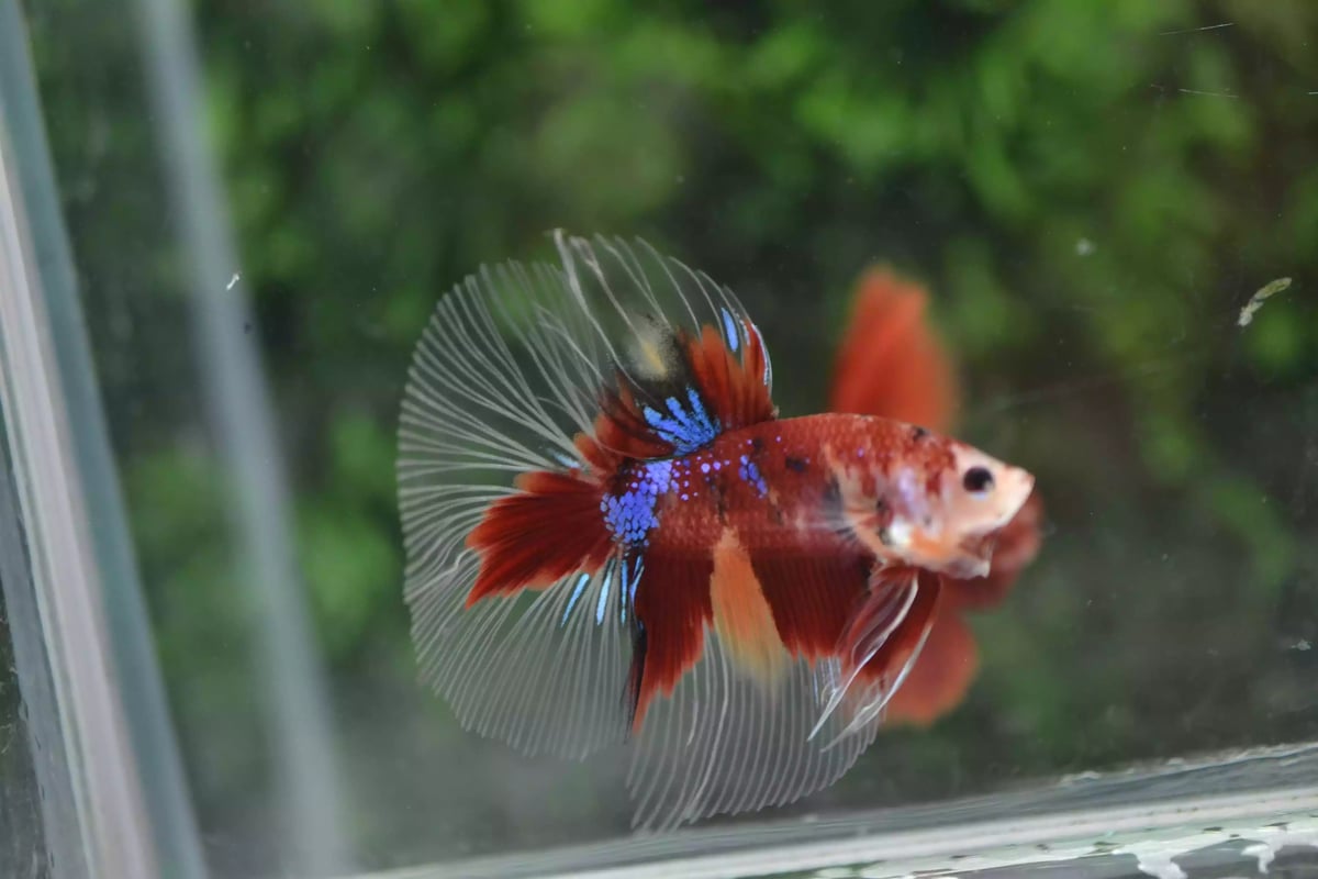 Ikan Cupang Halfmoon Red Koi Nemo