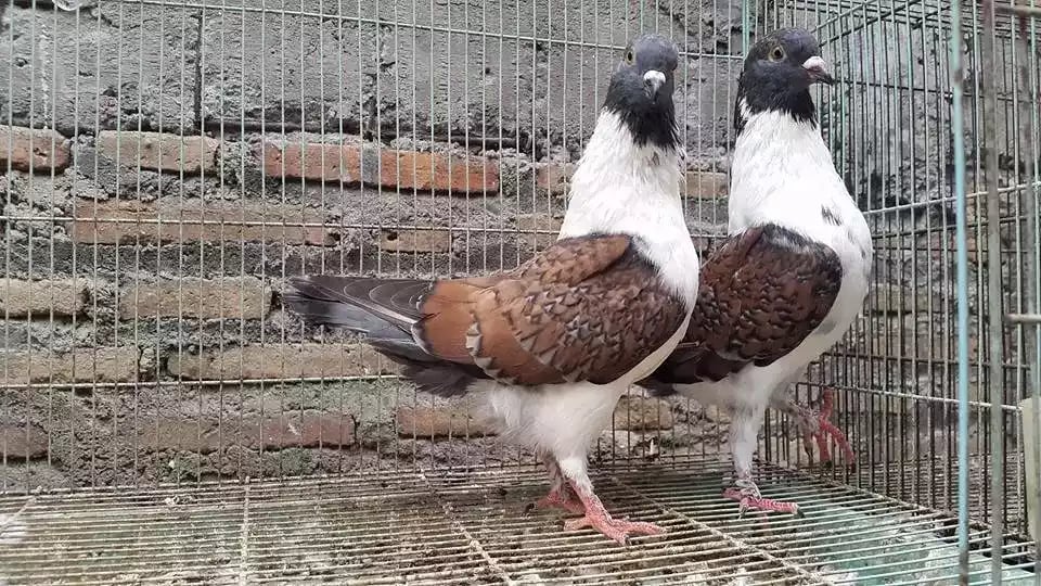Burung Merpati Modena Batik