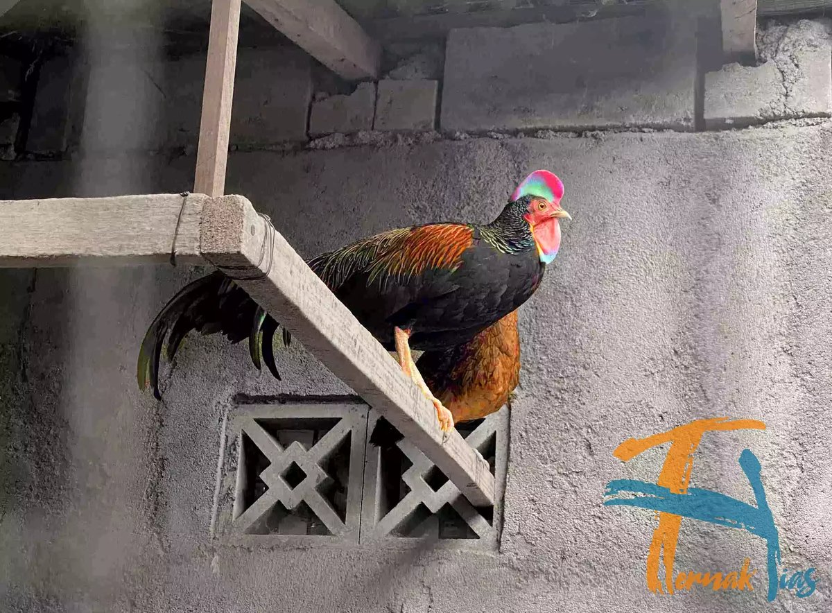 Ayam Hutan Hijau (Gallus Varius)