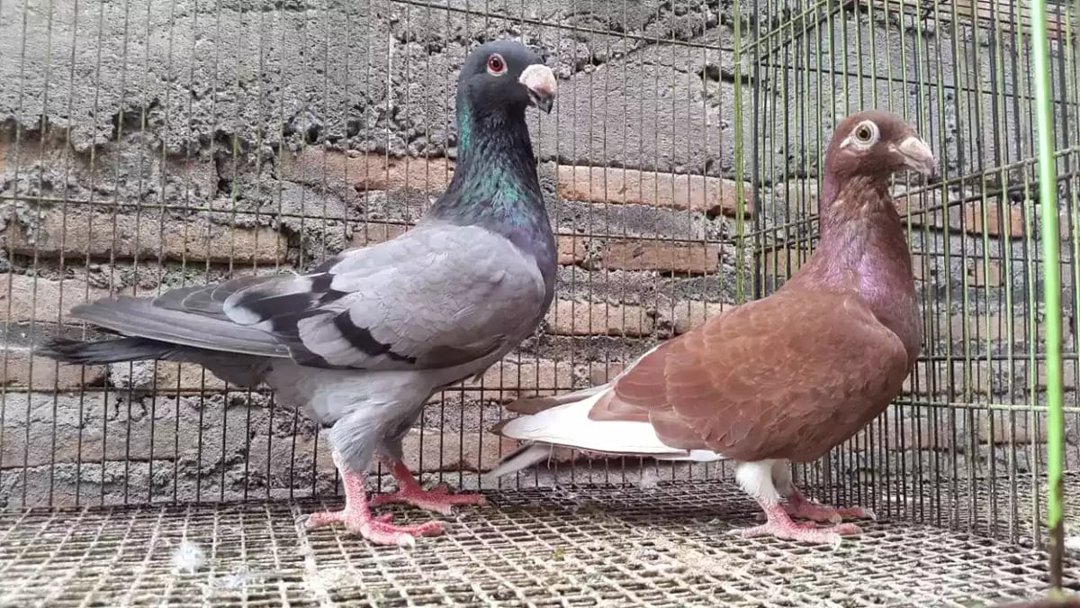 Burung Merpati Jerman GBH