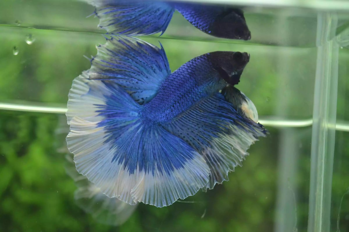 Ikan Cupang Halfmoon Butterfly