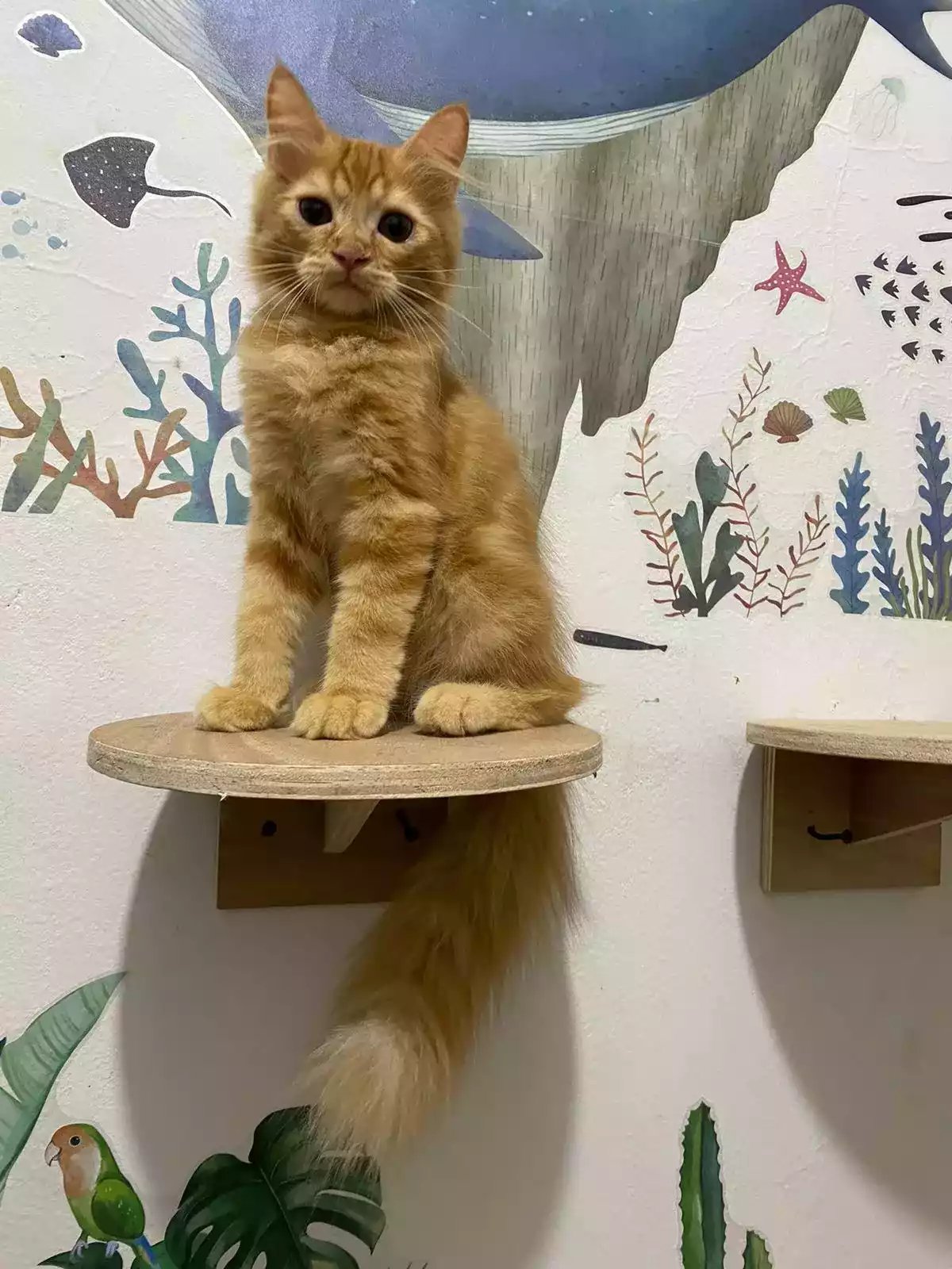 Kucing Persia Oren Belang Bersih Sehat Bulu Lebat Aktif