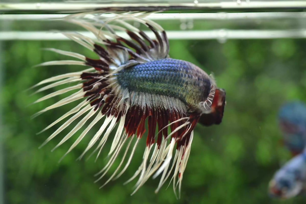 Ikan Cupang Crowntail Butterfly