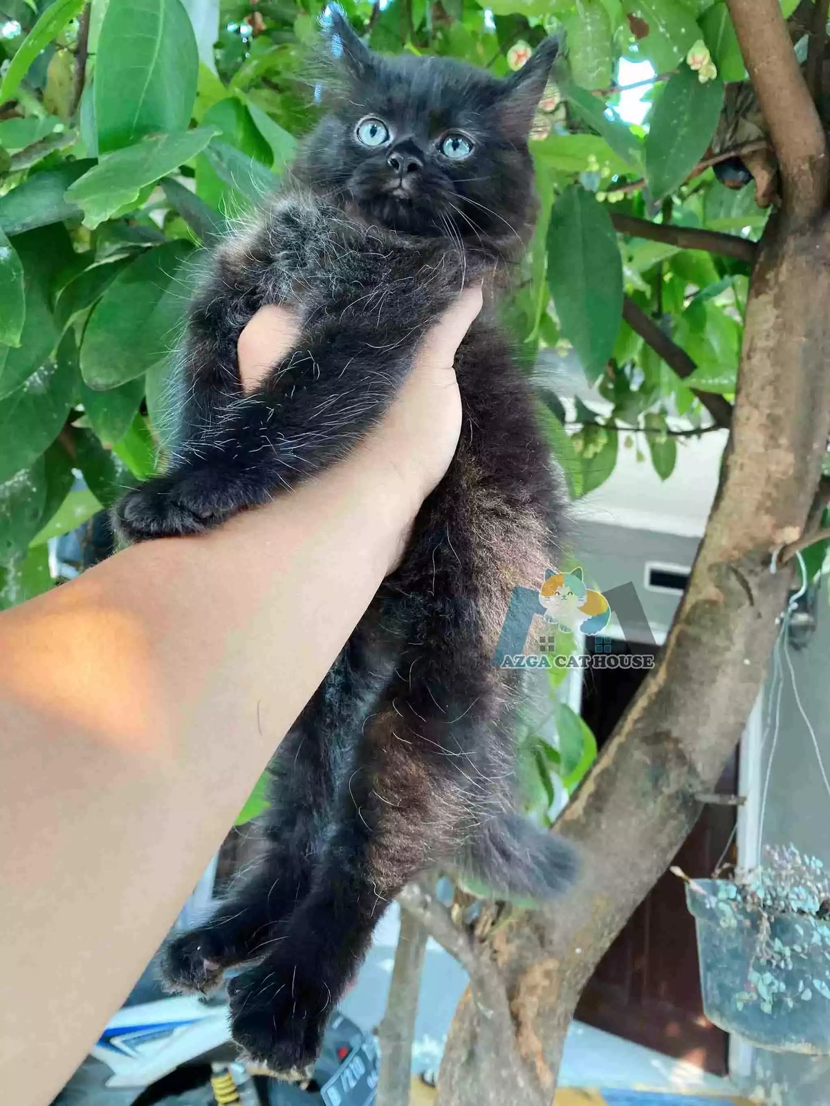 Kucing Persia Hitam Full Longhair Bulu Lebat Aktif