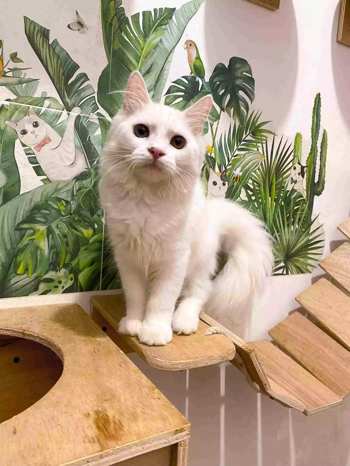 Kucing Persia Putih Full Bersih Aktif Bulu Lebat