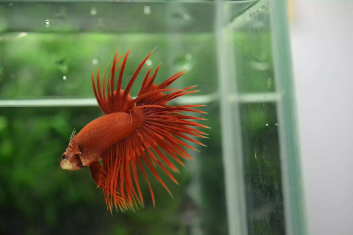 Ikan Cupang Crowntail Red