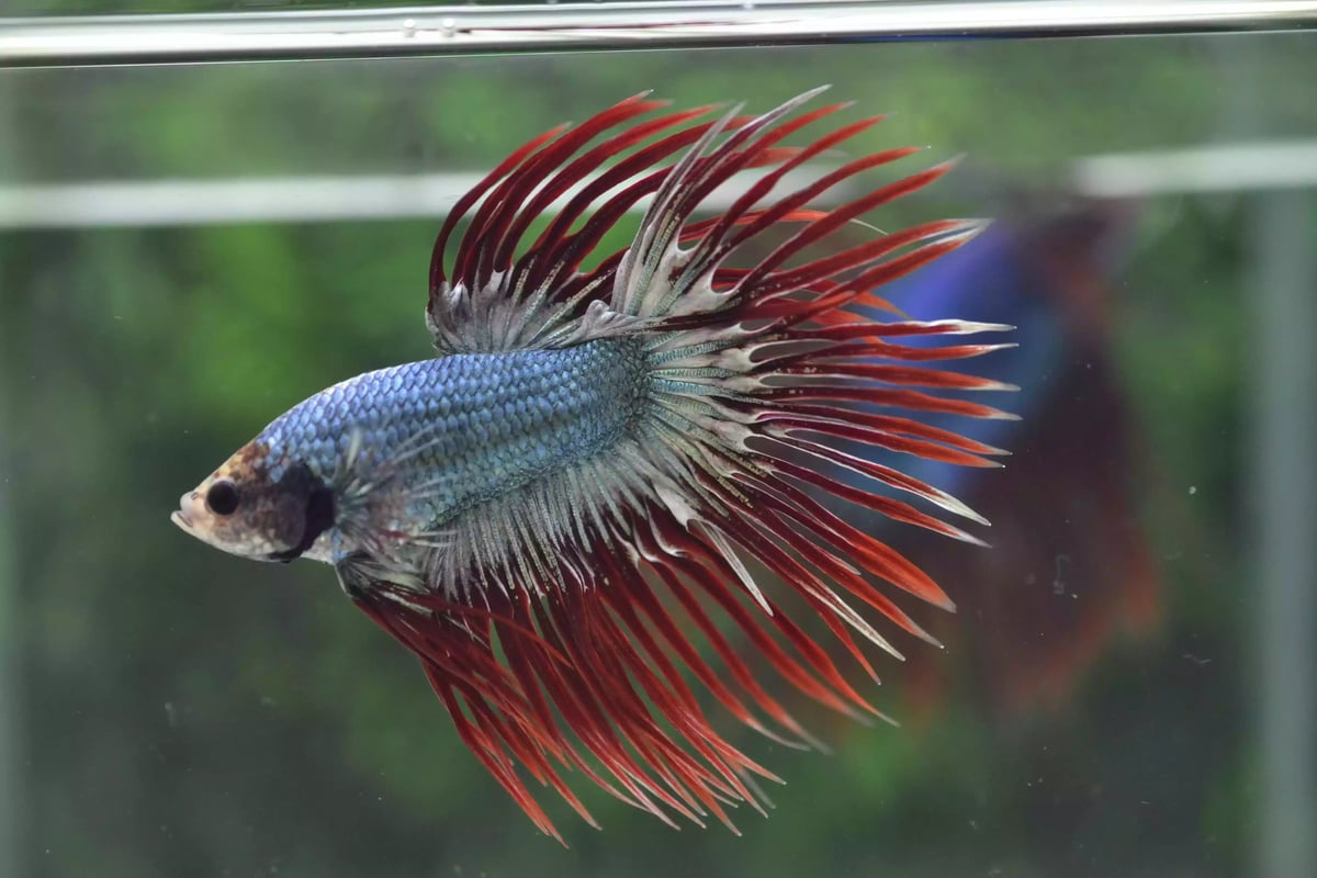 Ikan Cupang Crowntail Maskot