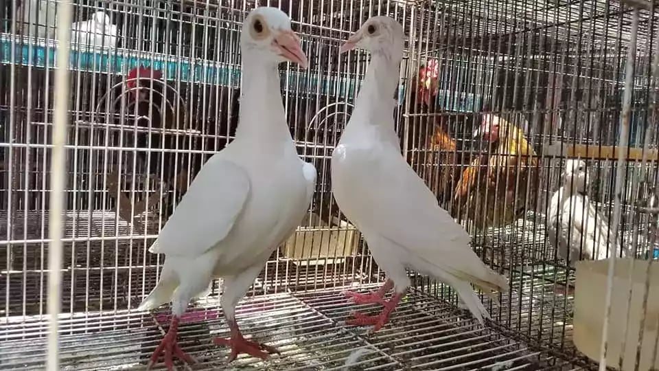 Burung Merpati Jerman GBH