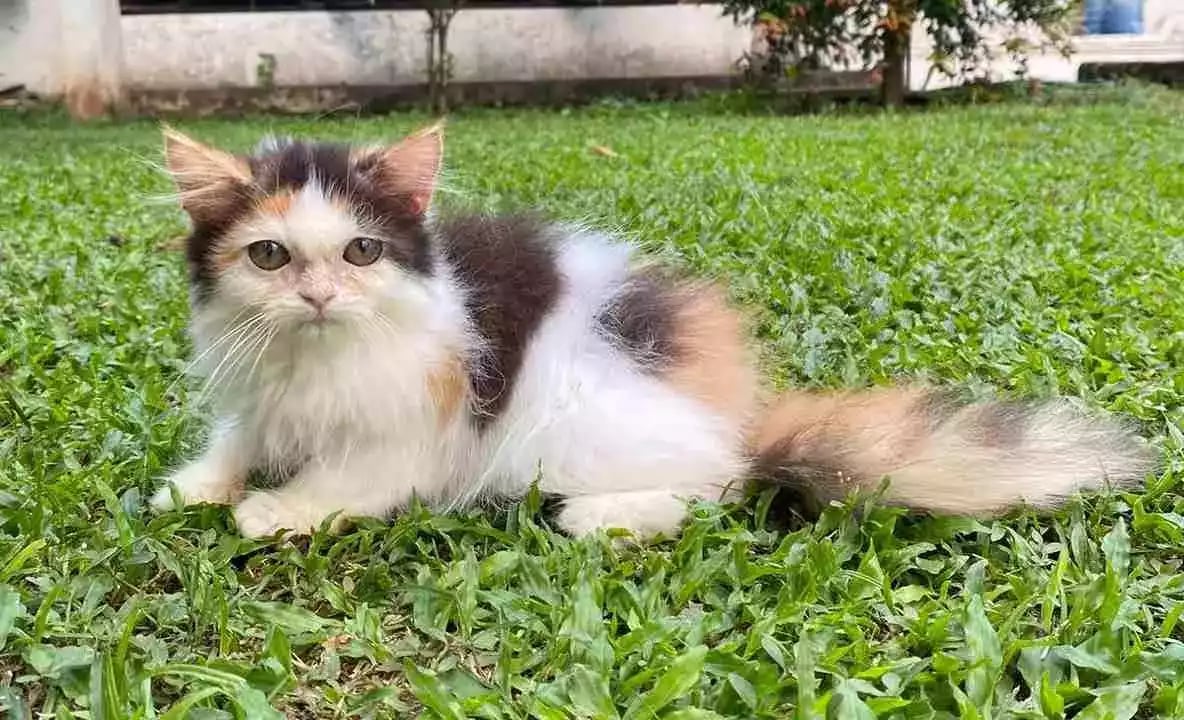 Kucing Persia Calico