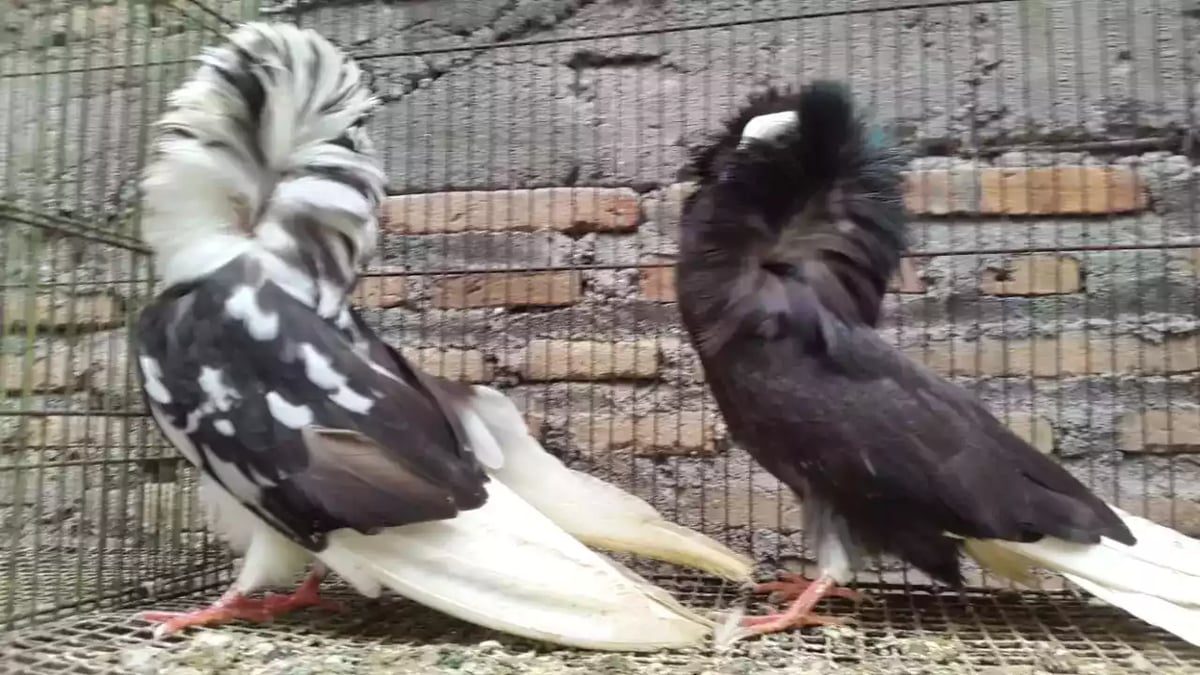 Burung Merpati Jacobin