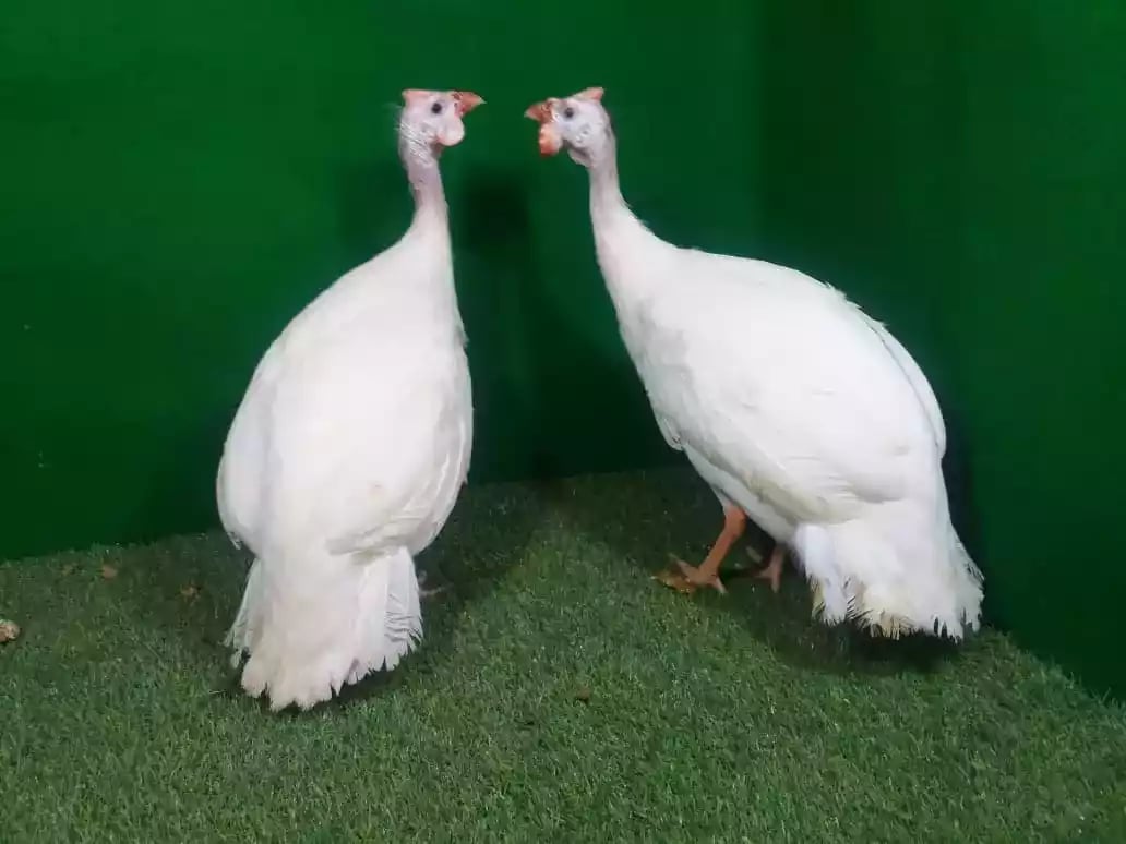 Ayam Mutiara White (Putih)