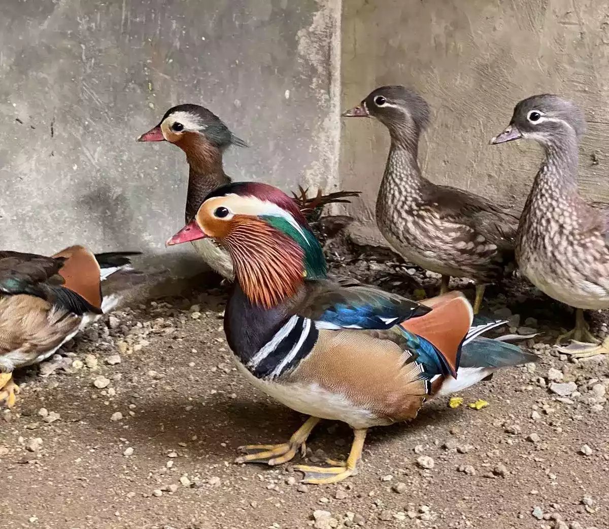 Bebek Mandarin