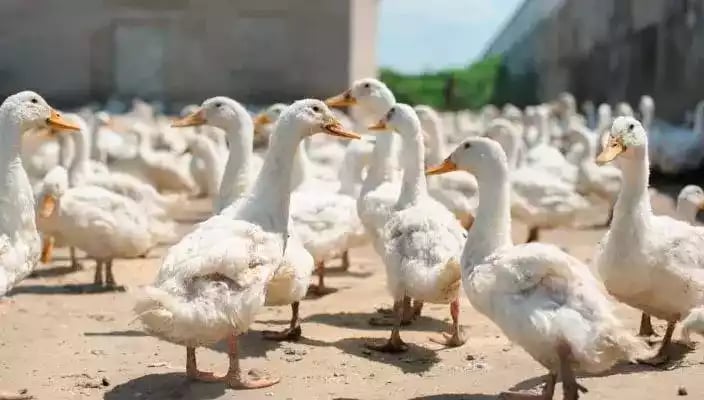 DOD Bebek Peking Pedaging