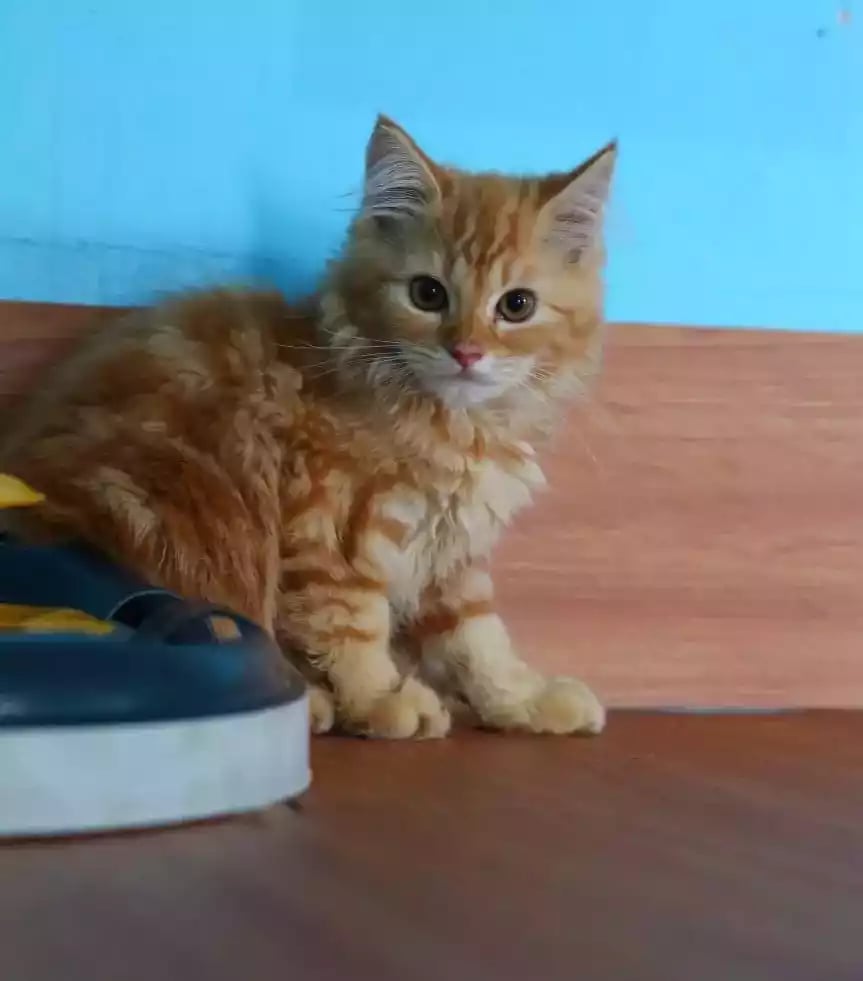 Kucing Persia Oren