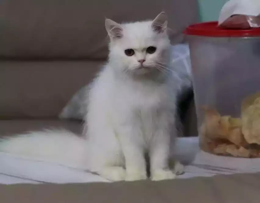 Kucing Persia Putih