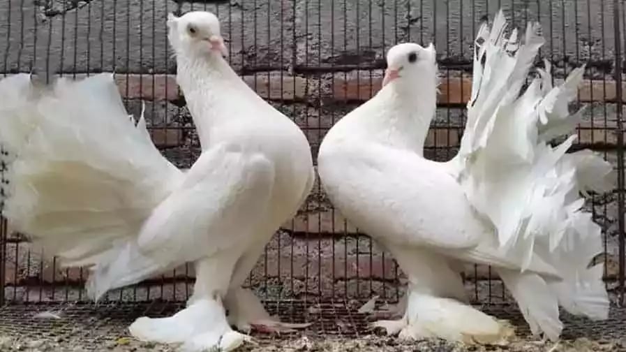 Burung Merpati Kipas