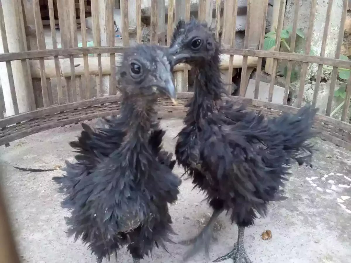 Ayam Cemani Walik