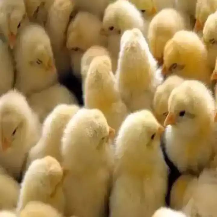DOC Ayam Broiler